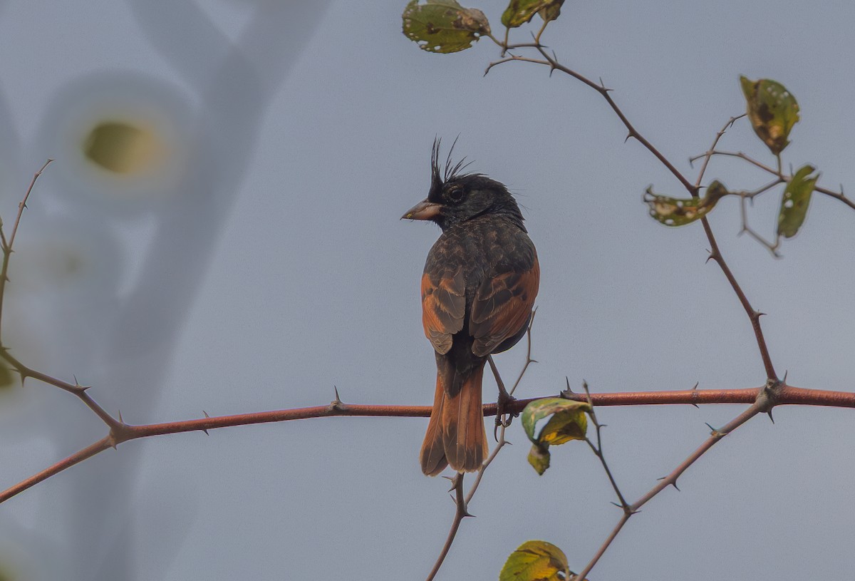 Crested Bunting - ML638204263