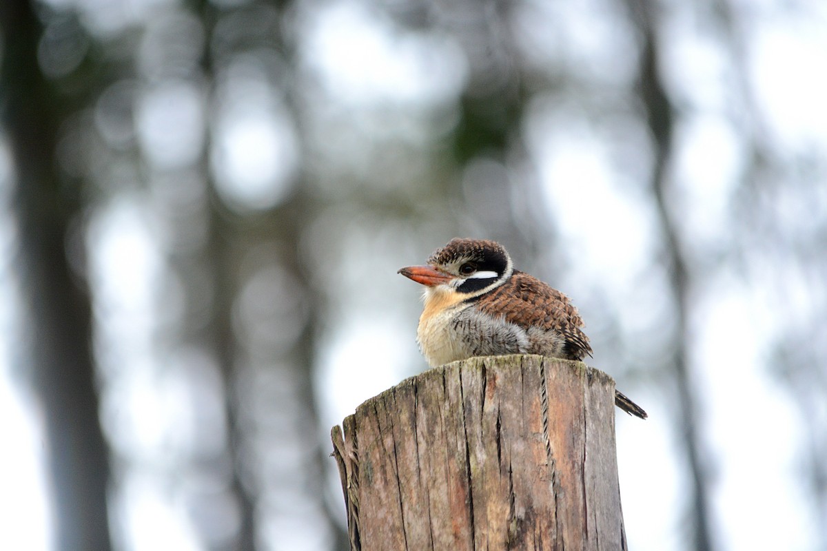 White-eared Puffbird - ML638204281