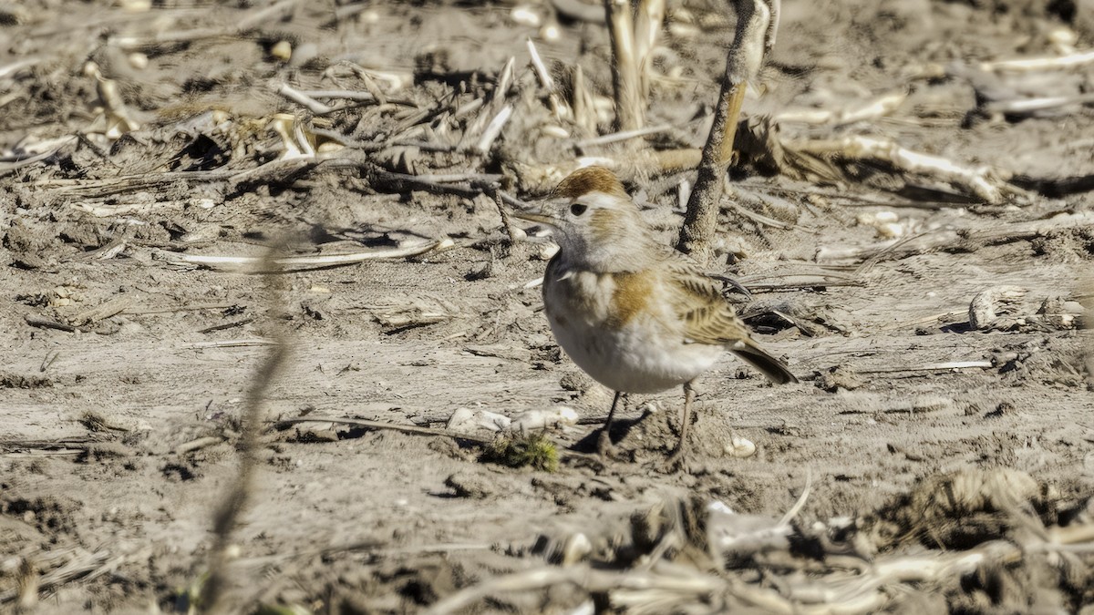 Red-capped Lark - ML638204319