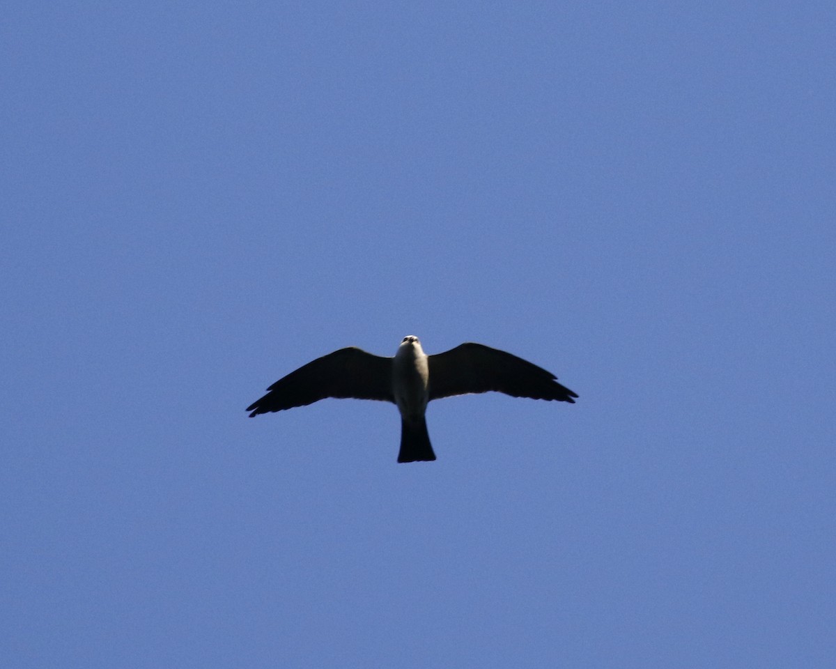 Mississippi Kite - ML638204330