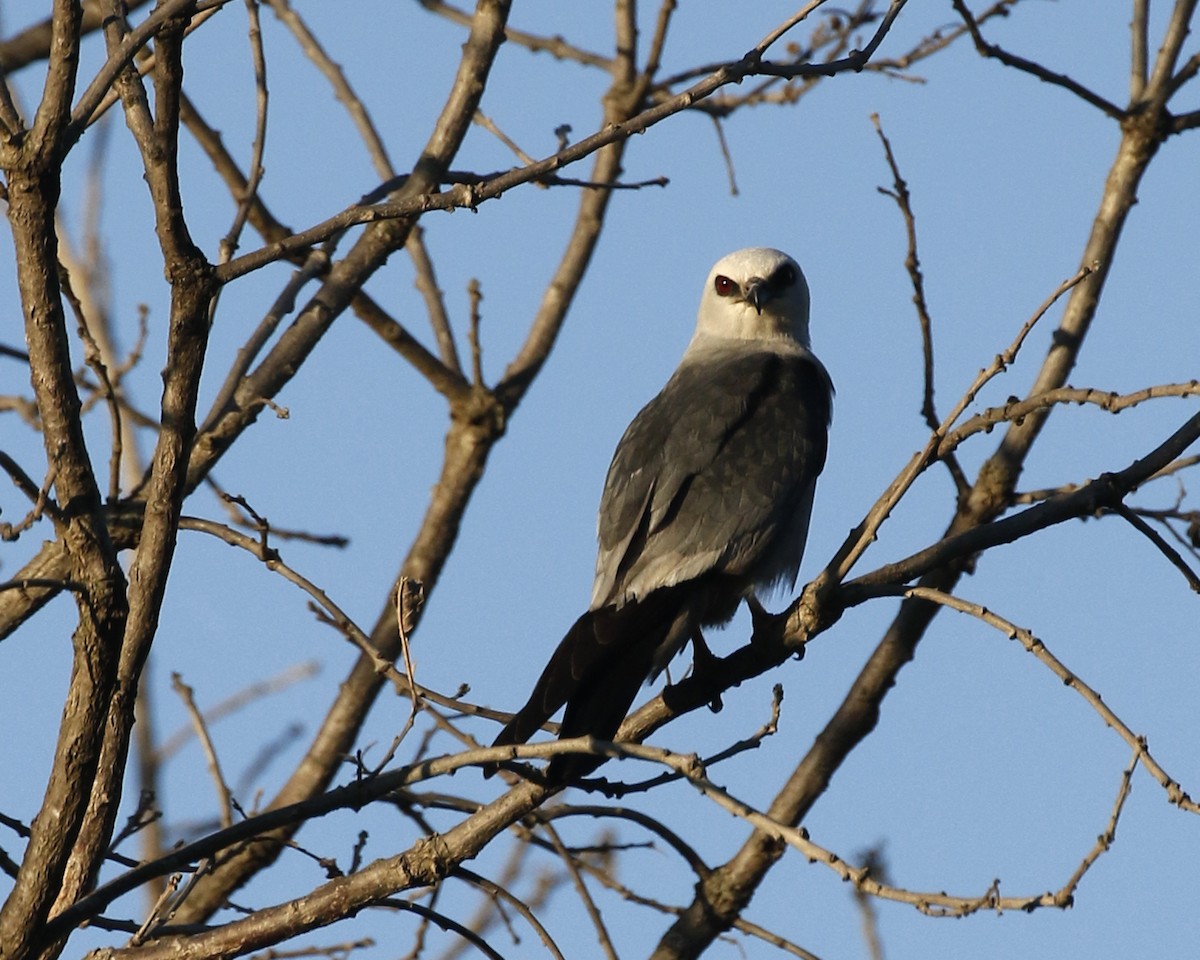 Mississippi Kite - ML638204345