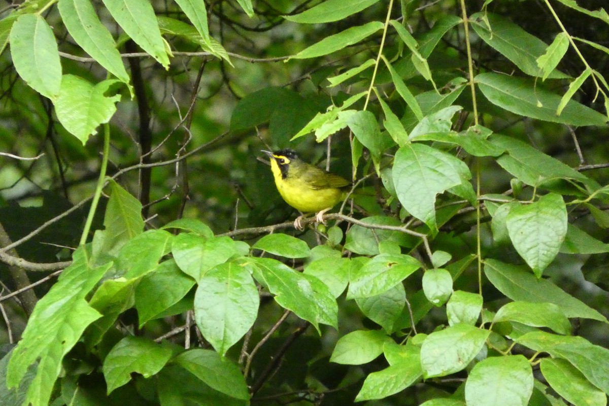 Kentucky Warbler - ML638204351