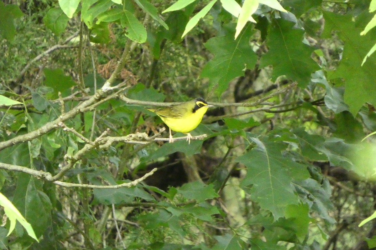 Kentucky Warbler - ML638204352