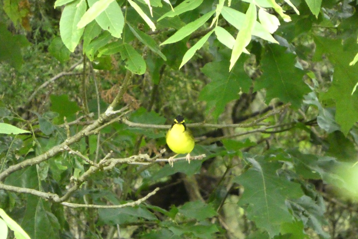 Kentucky Warbler - ML638204353