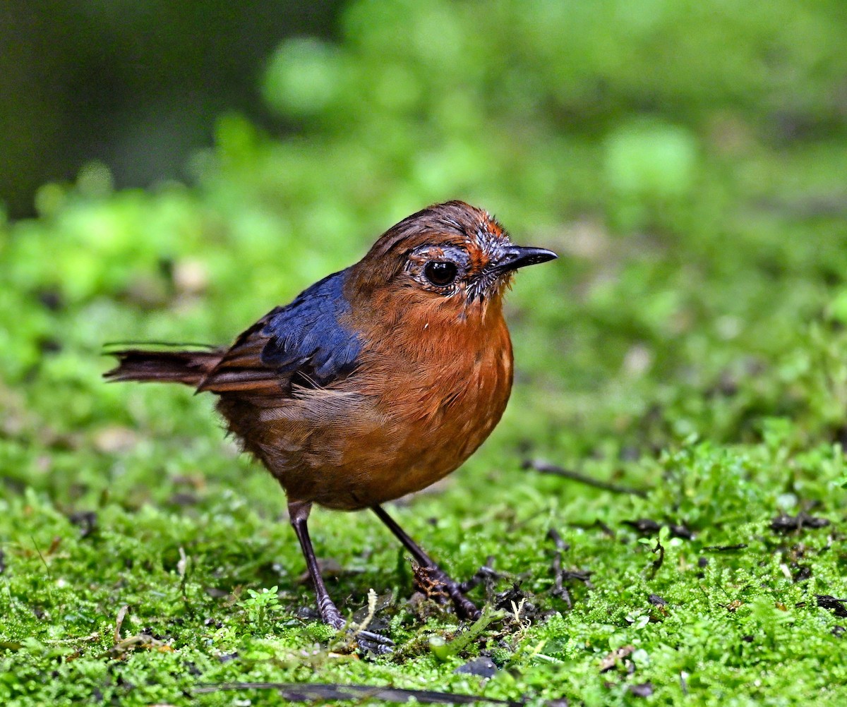 Bornean Shortwing - ML638204380