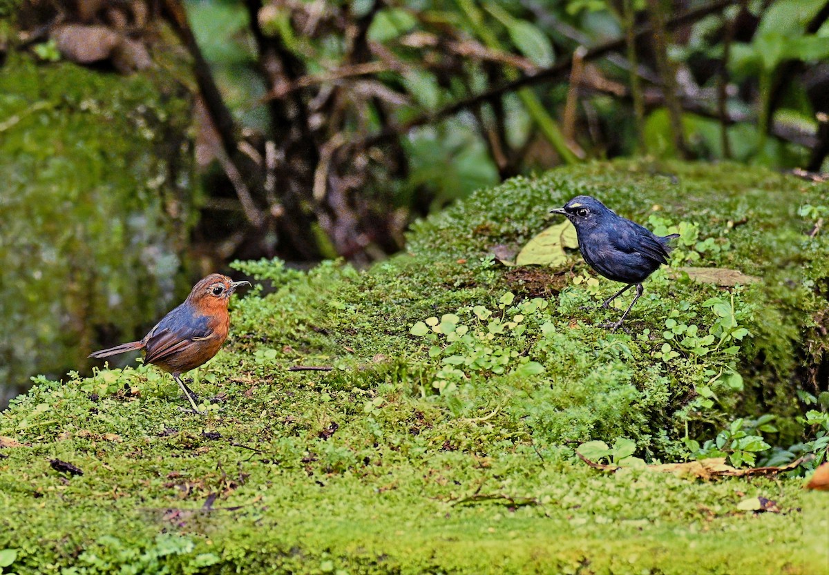 Bornean Shortwing - ML638204383