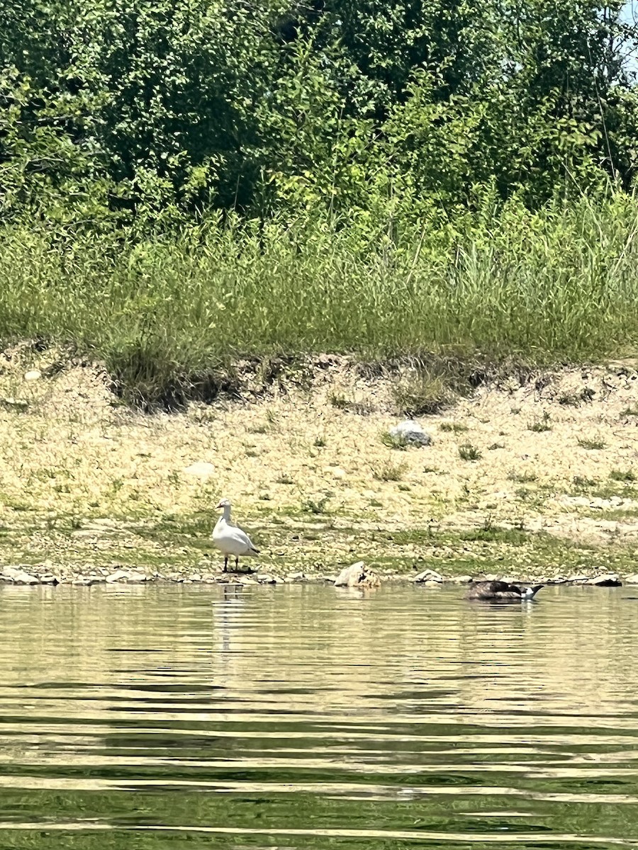 Snow Goose - ML638204419