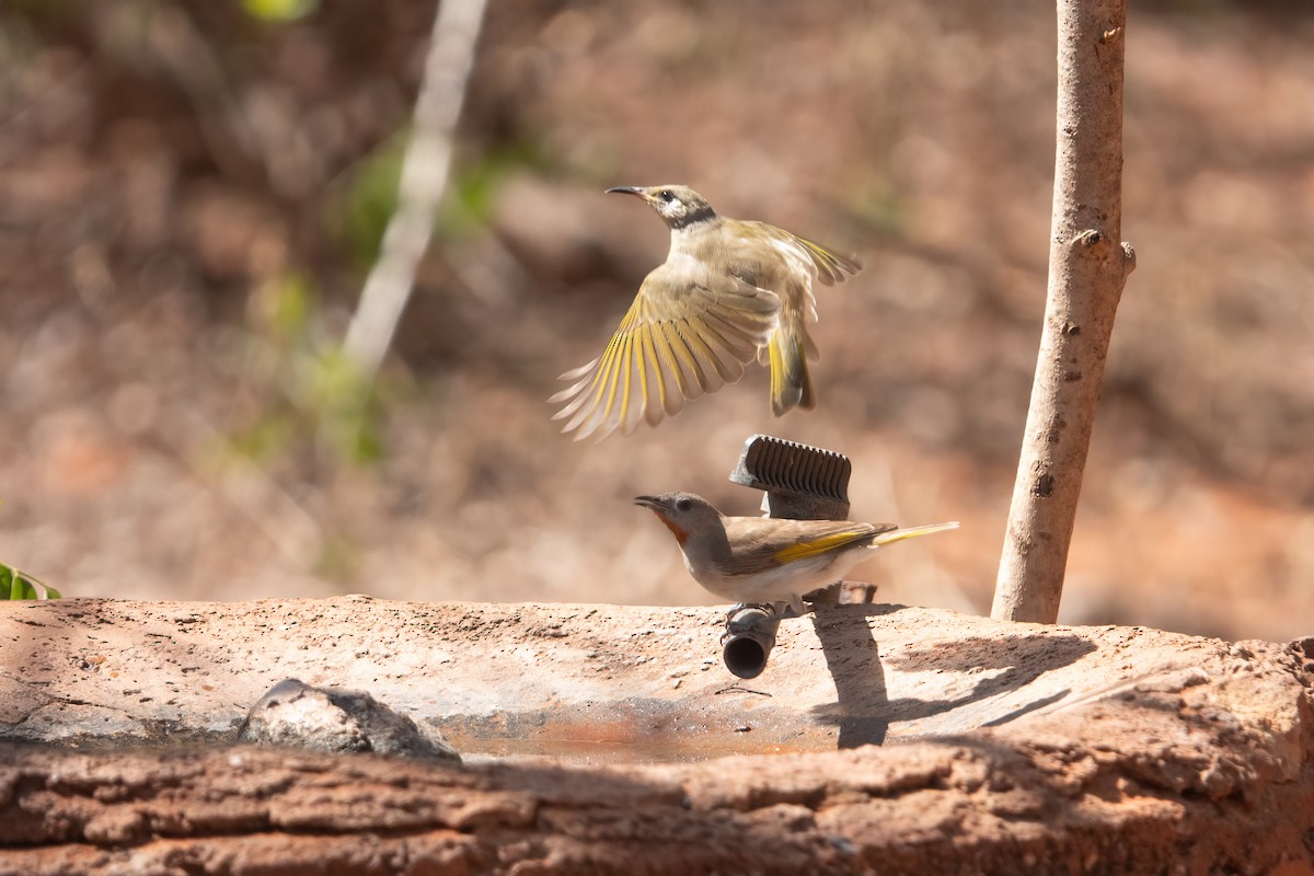 Rufous-throated Honeyeater - ML638204431