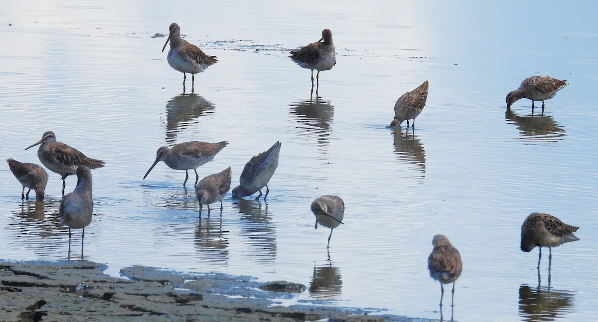 Long-billed Dowitcher - ML638204444
