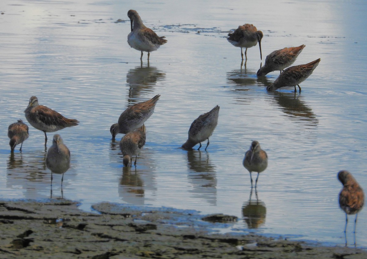 Long-billed Dowitcher - ML638204448