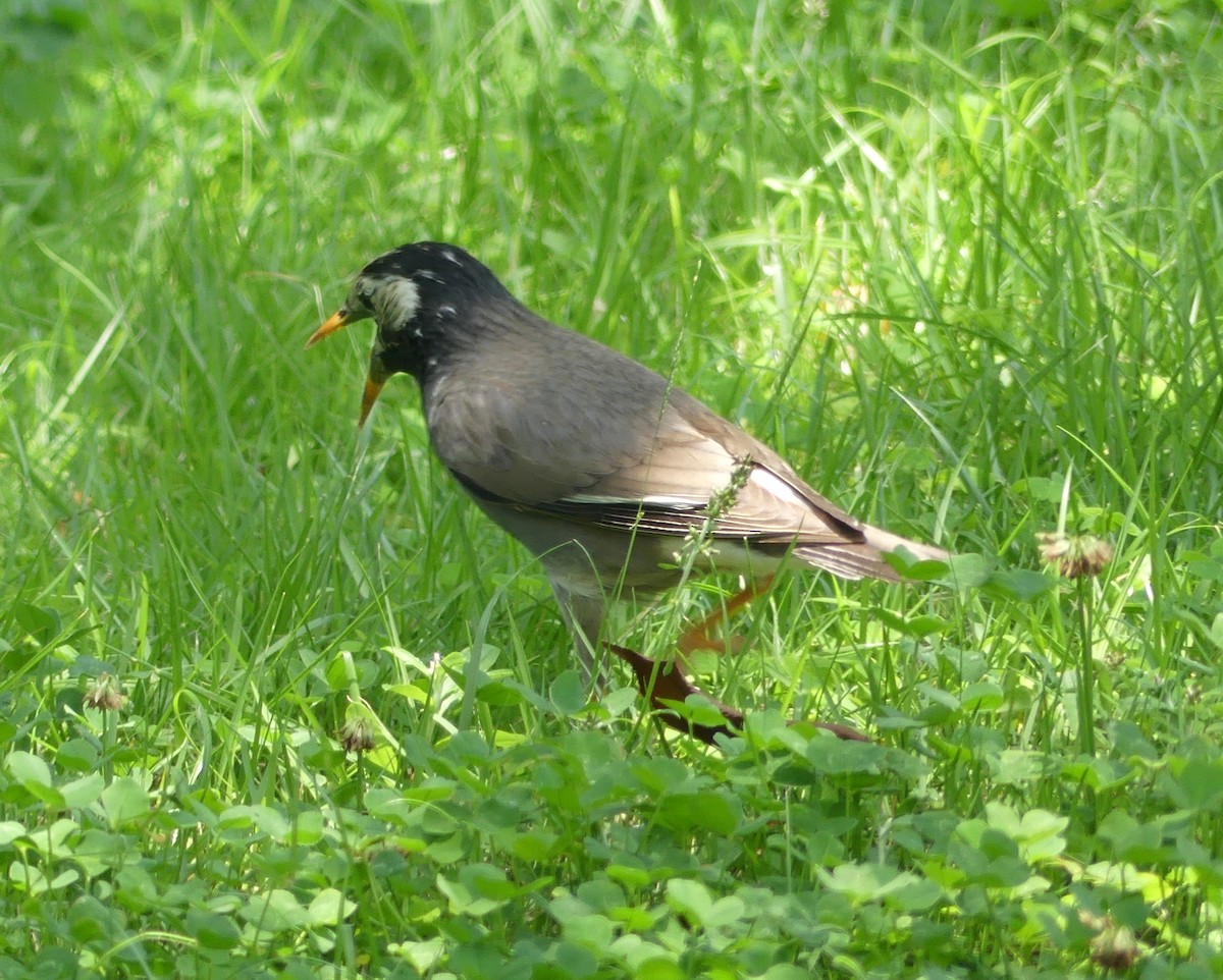 White-cheeked Starling - ML638204454