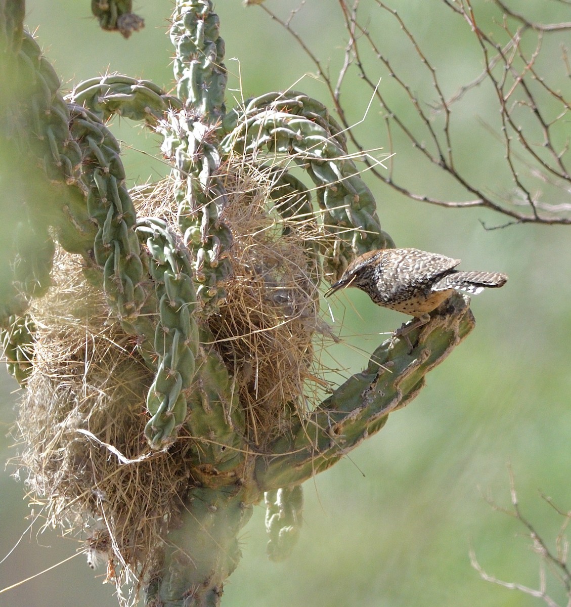 Cactus Wren - ML638204461
