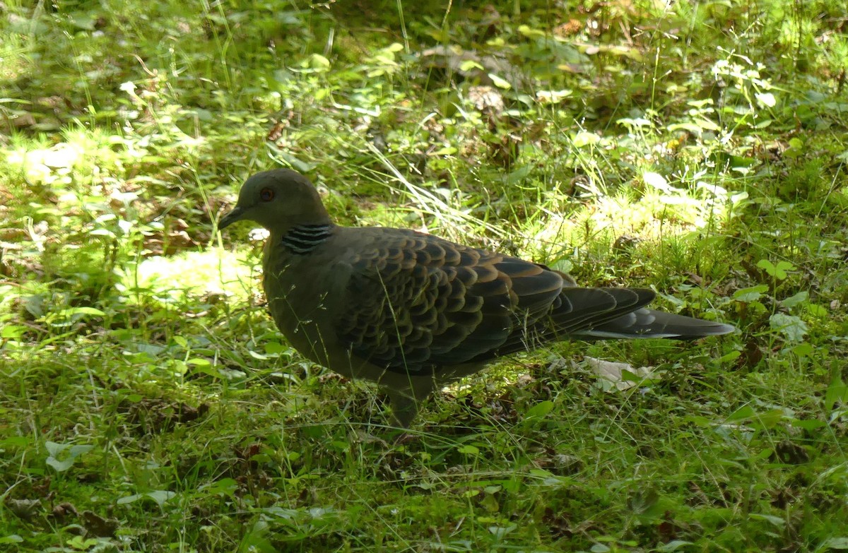 Oriental Turtle-Dove - ML638204470