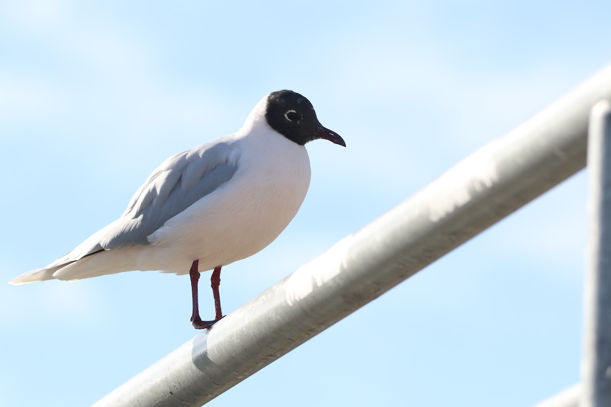 Brown-hooded Gull - ML638204502