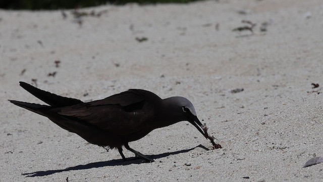 Brown Noddy - ML638204506