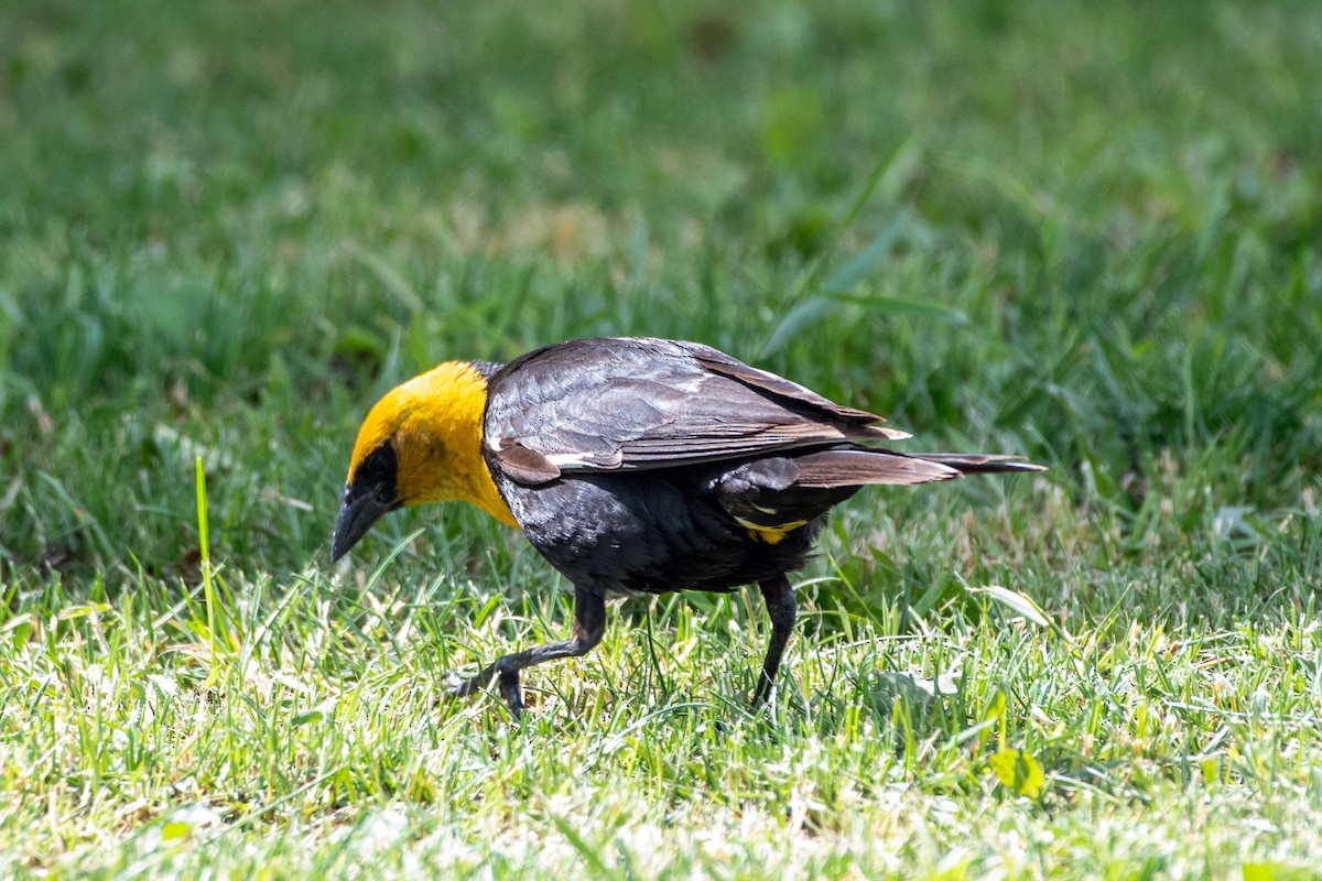 Yellow-headed Blackbird - ML638204518
