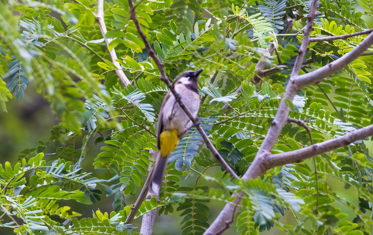 Himalayan Bulbul - ML638204546