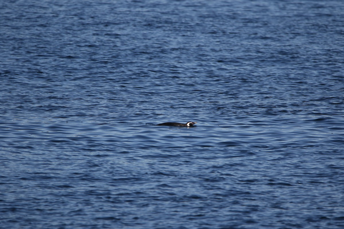 Magellanpinguin - ML638204560
