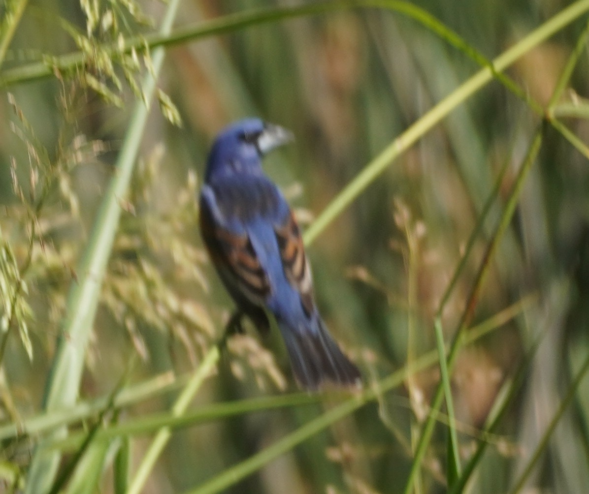 גבתאי כחול - ML638204571
