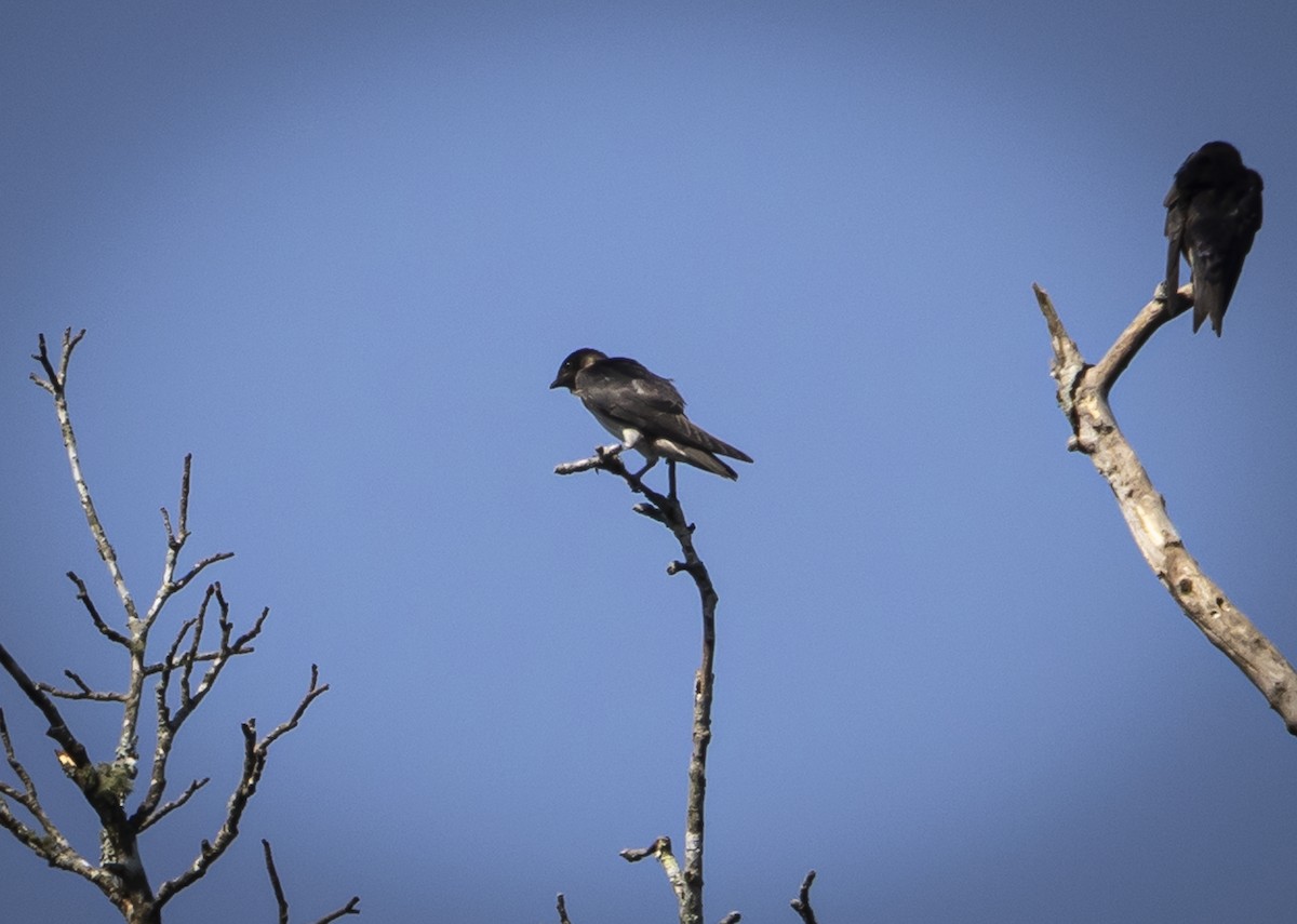 Purple Martin - ML638204581
