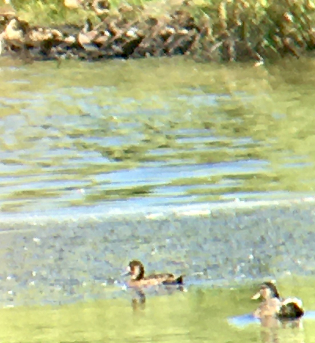 Greater Scaup - ML638204582