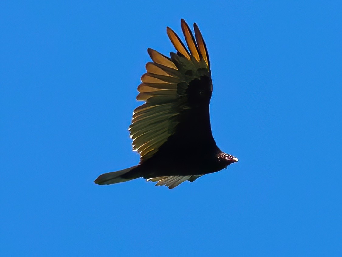 Turkey Vulture - ML638204584