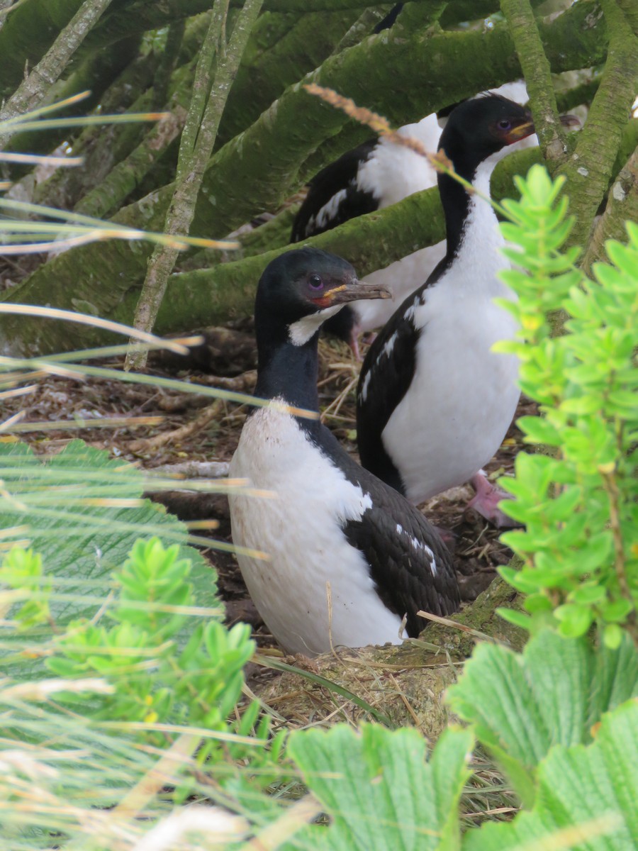 Campbell Islands Shag - ML638204592