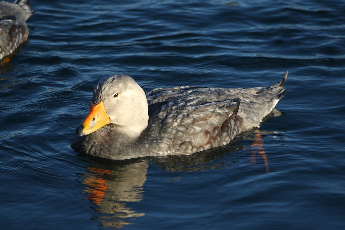 Flightless Steamer-Duck - ML638204601