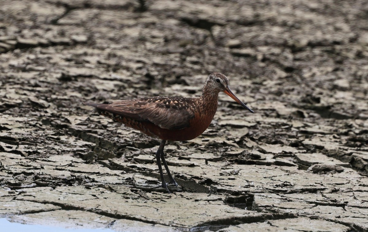 Hudsonian Godwit - ML638204604