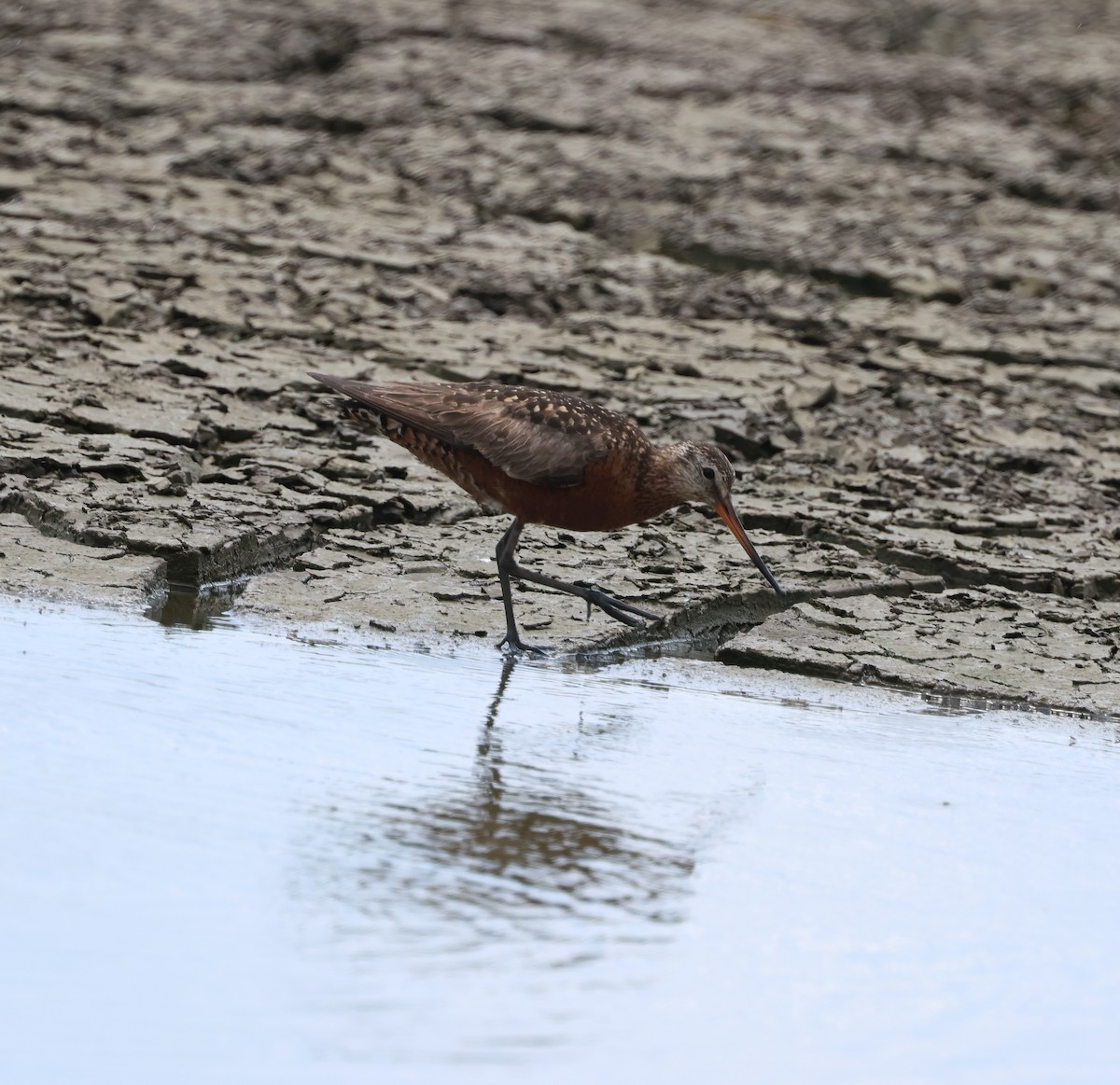 Hudsonian Godwit - ML638204606