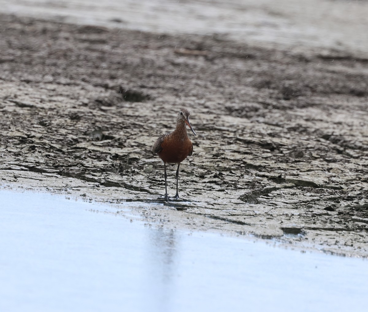 Hudsonian Godwit - ML638204608