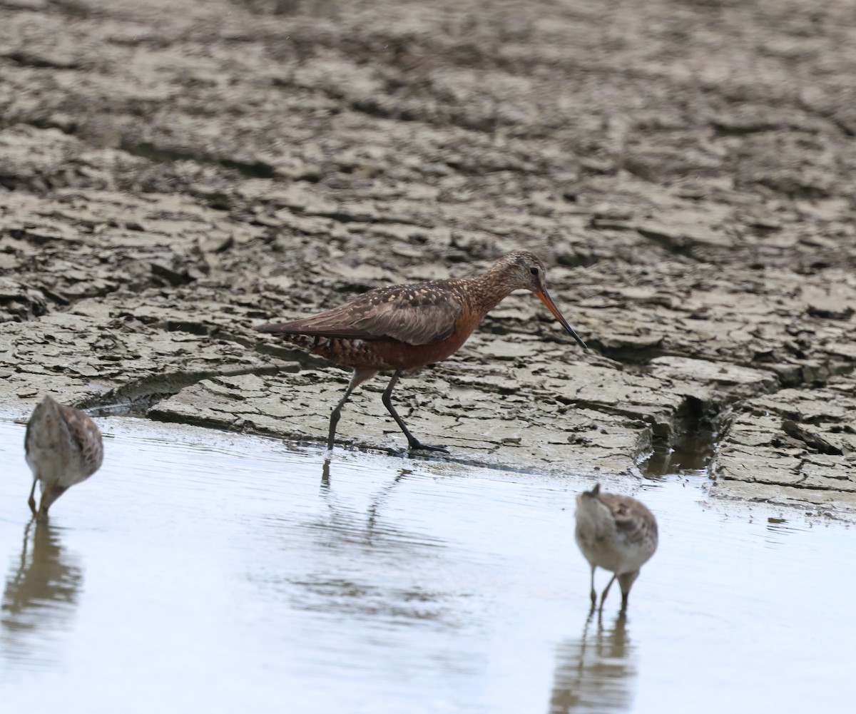 Hudsonian Godwit - ML638204609