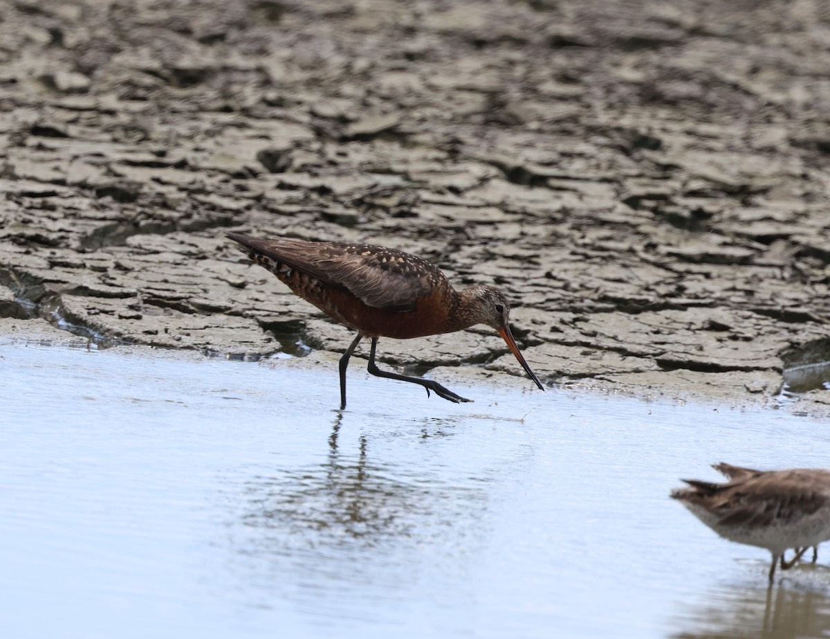 Hudsonian Godwit - ML638204610
