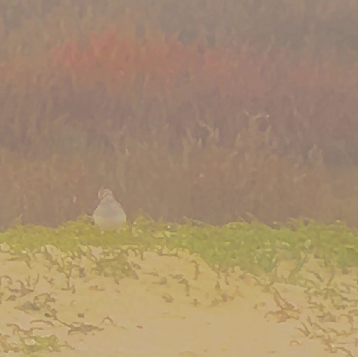 White-rumped Sandpiper - ML638204640