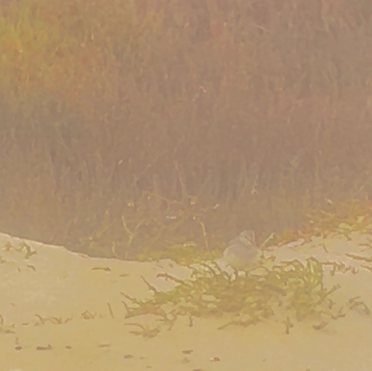 White-rumped Sandpiper - ML638204645