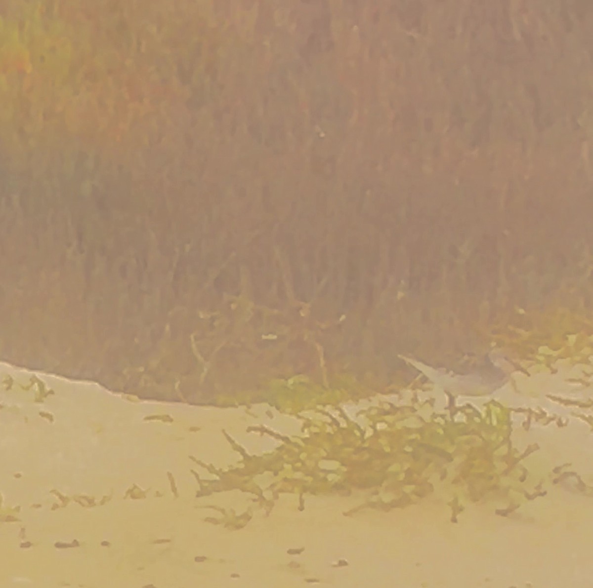 White-rumped Sandpiper - ML638204646