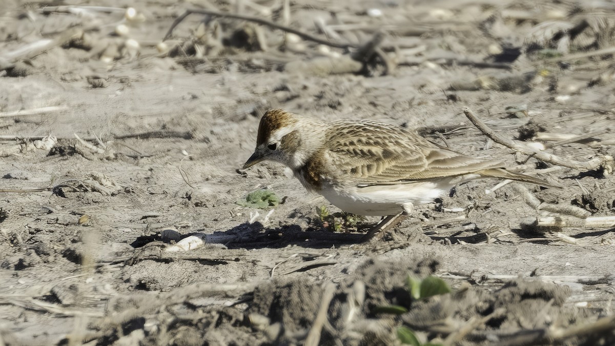 Red-capped Lark - ML638204702