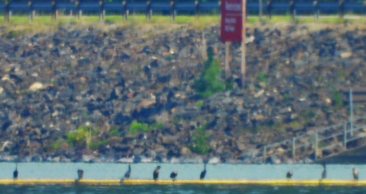 Cormoran à aigrettes - ML638204712