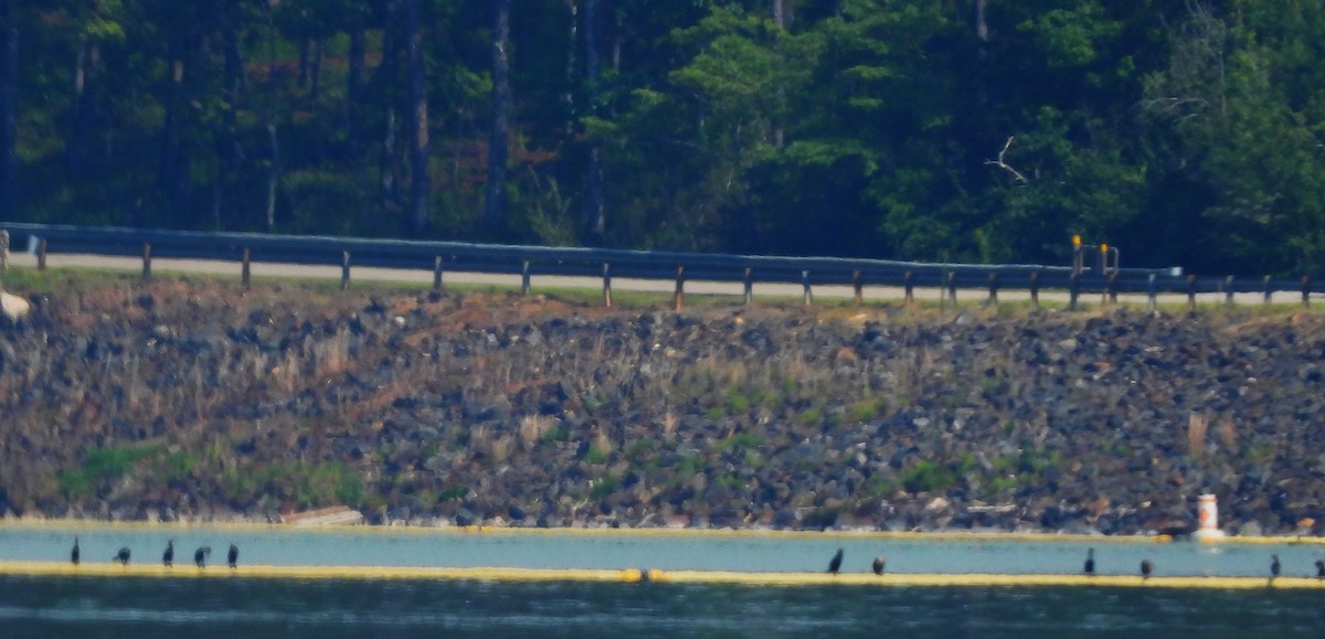 Cormoran à aigrettes - ML638204713