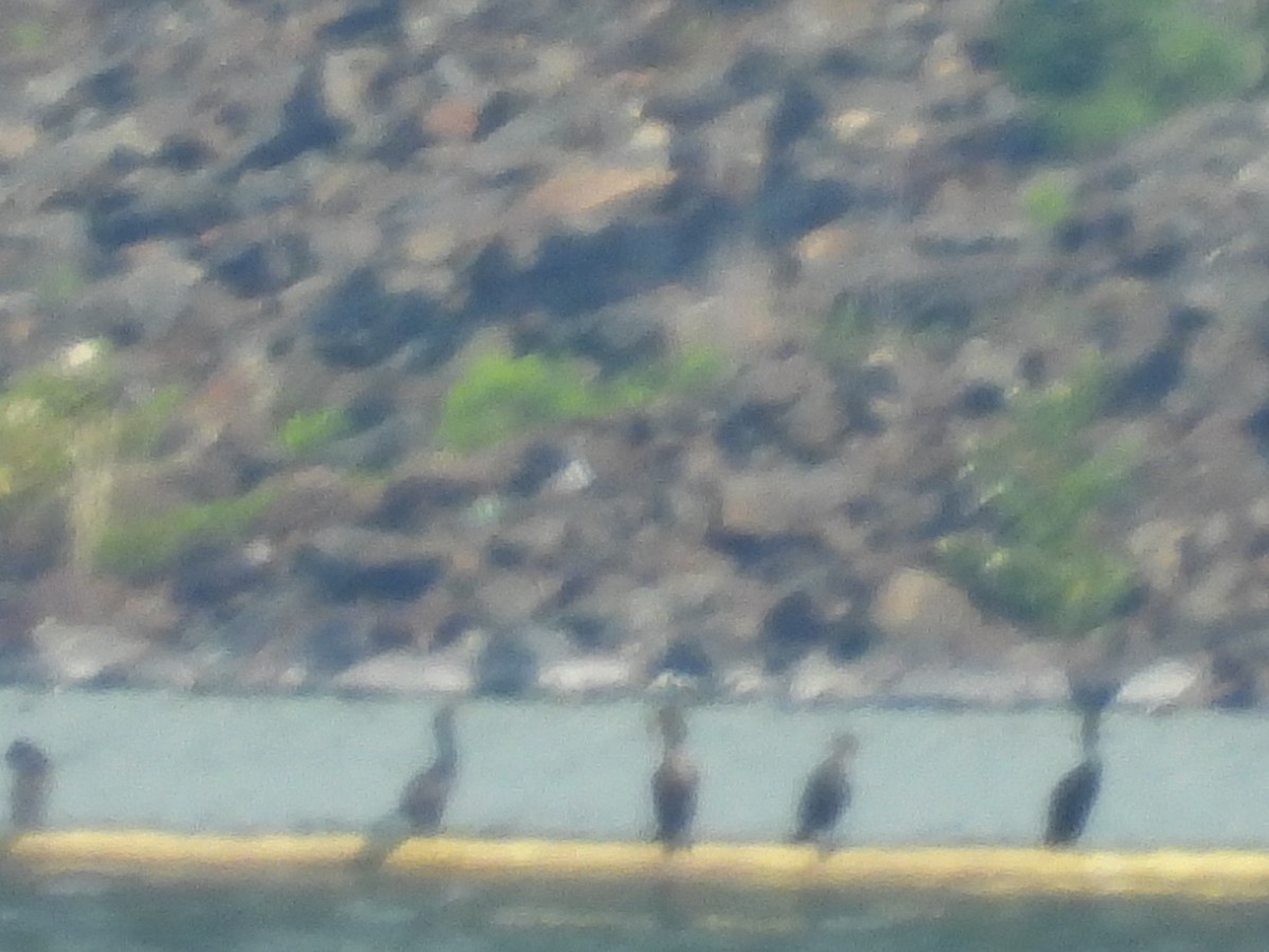 Cormoran à aigrettes - ML638204714