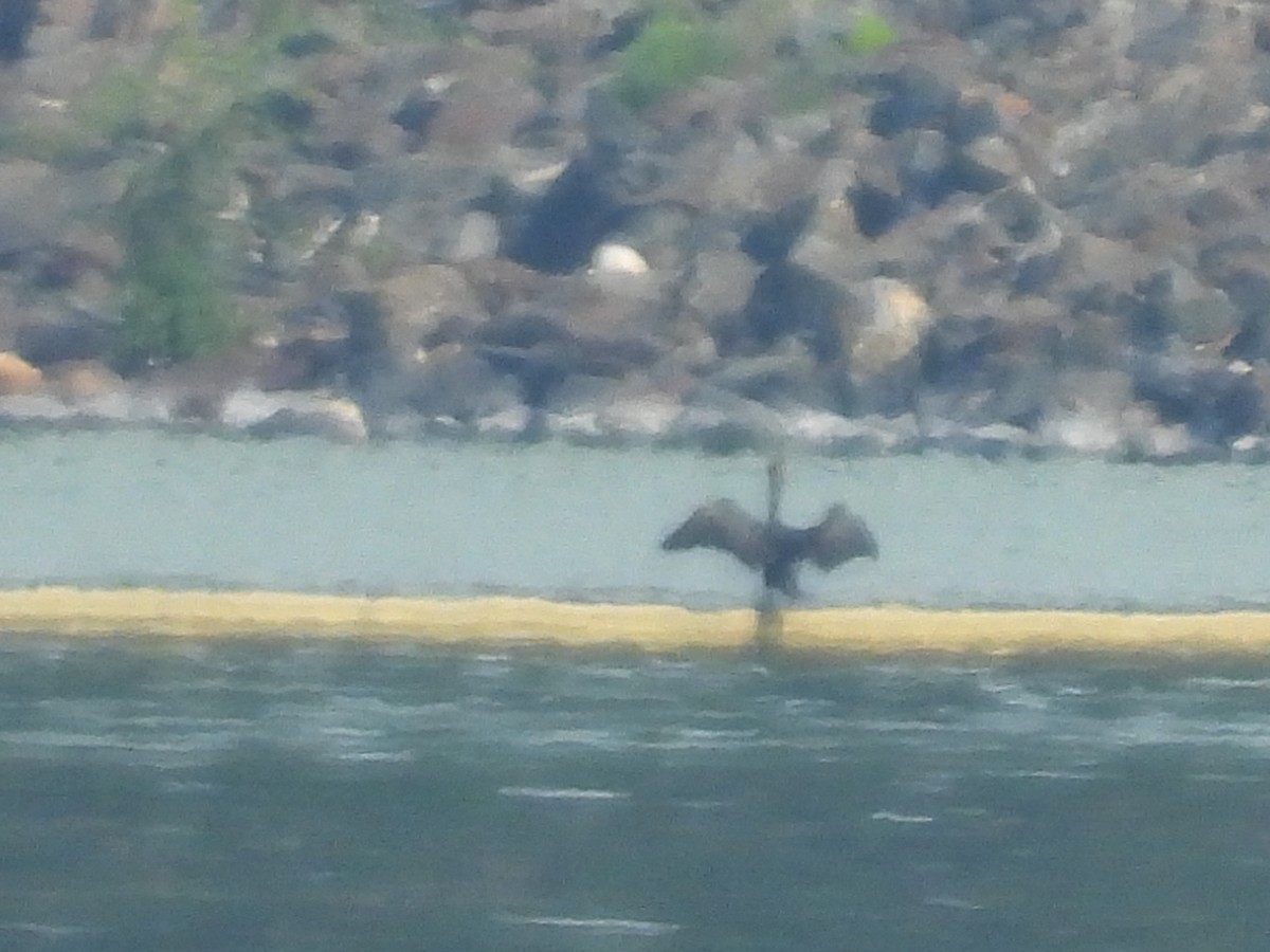 Cormoran à aigrettes - ML638204715