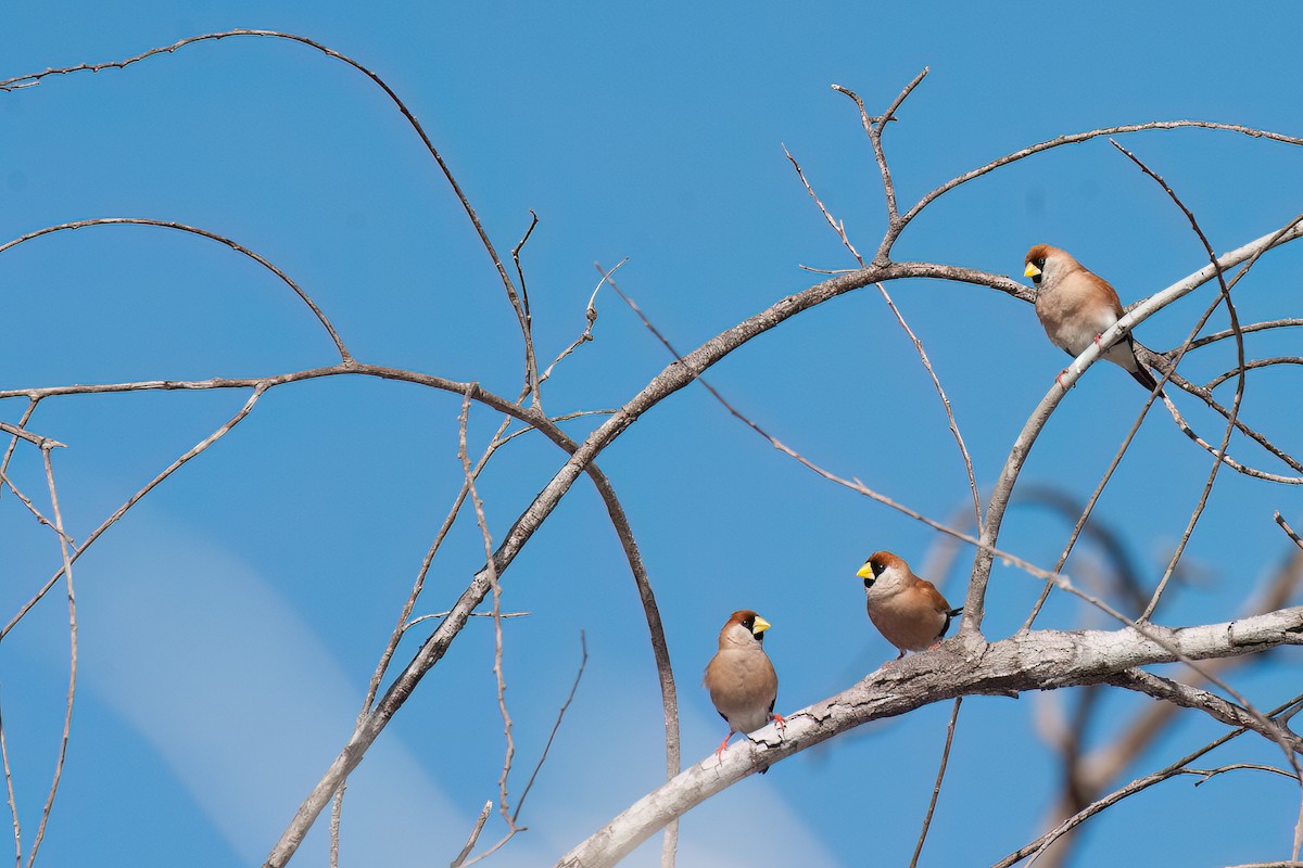 Masked Finch (White-eared) - ML638204720