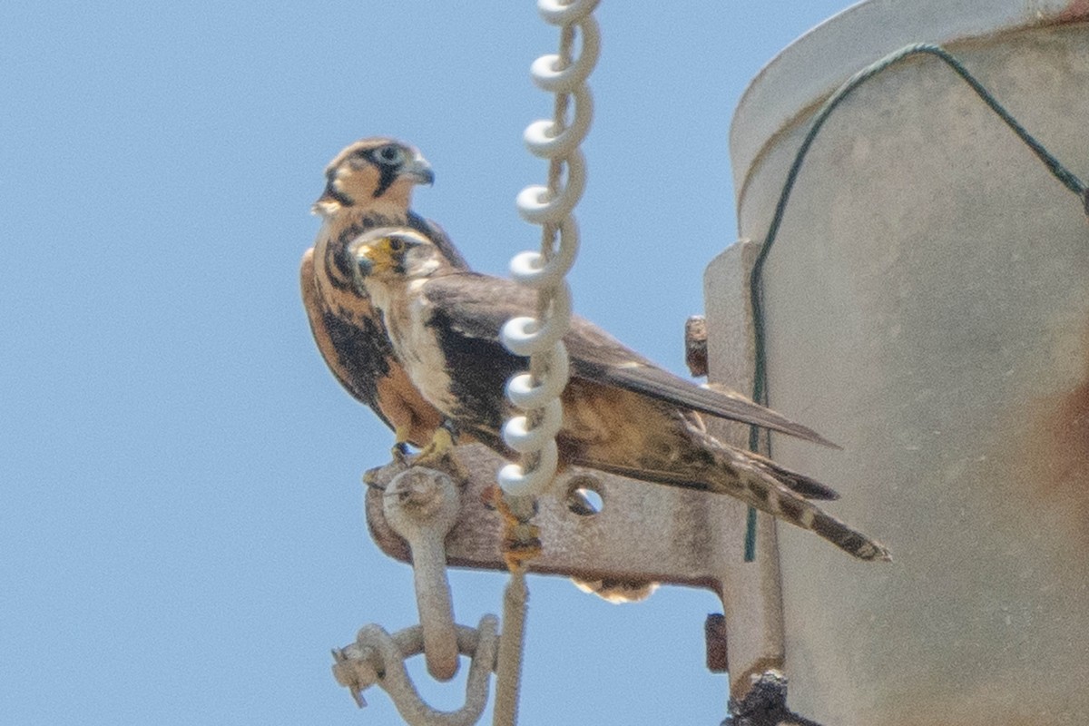 Aplomado Falcon - ML638204722