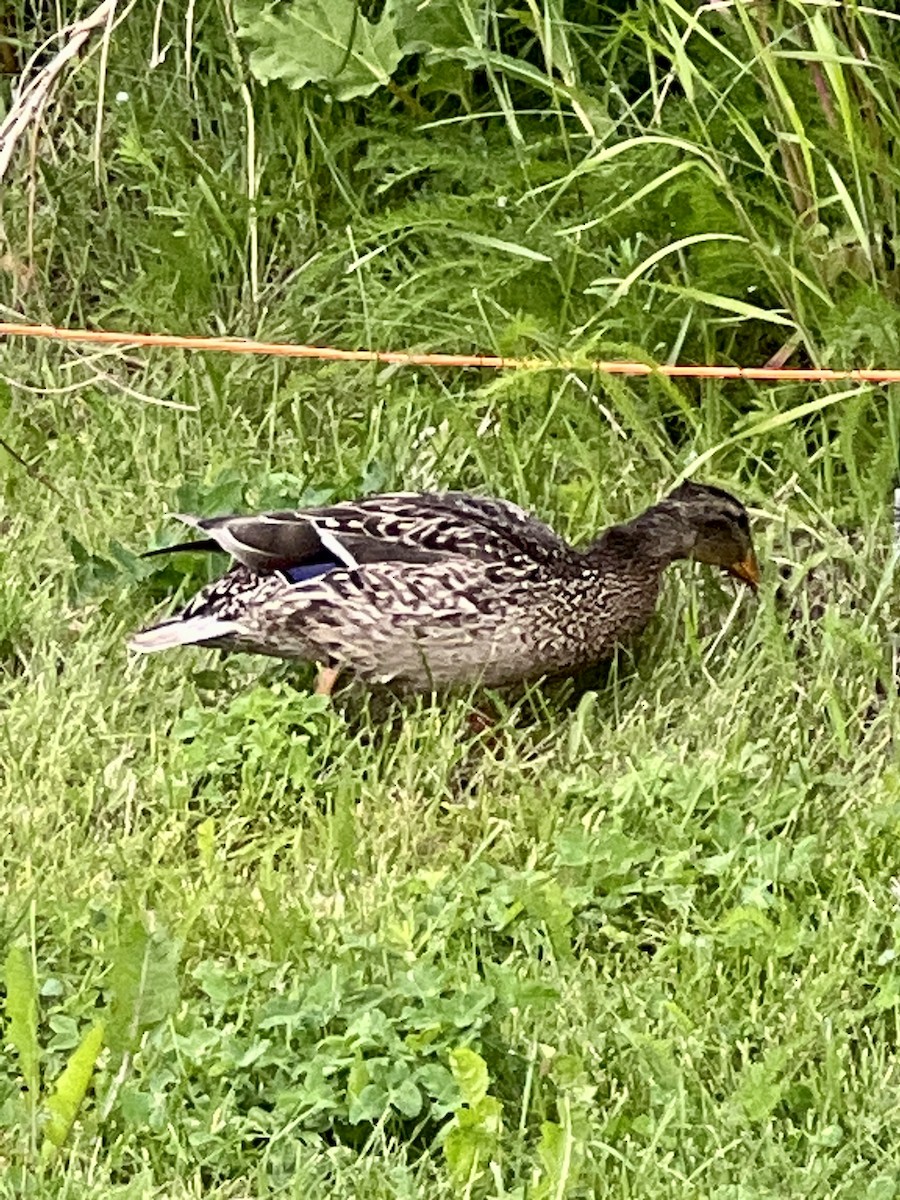 Mallard - ML638204723