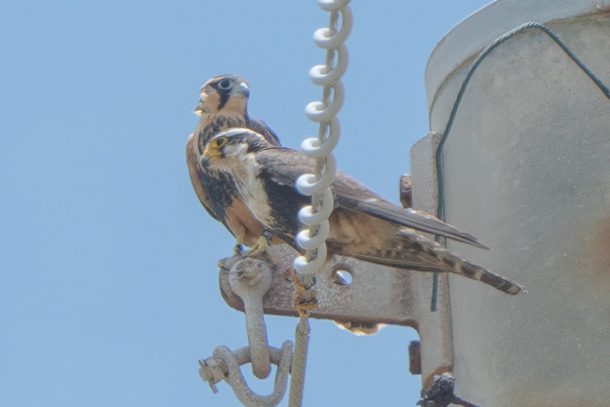 Aplomado Falcon - ML638204724