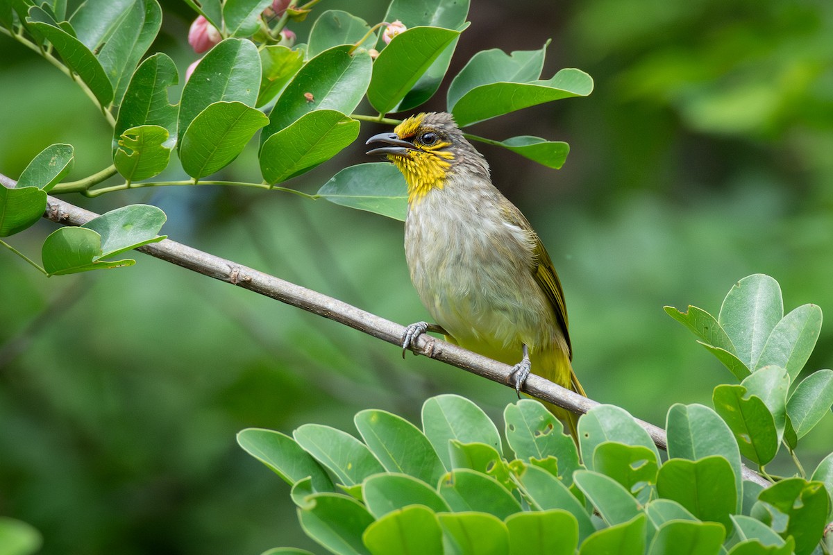 Stripe-throated Bulbul - ML638204771