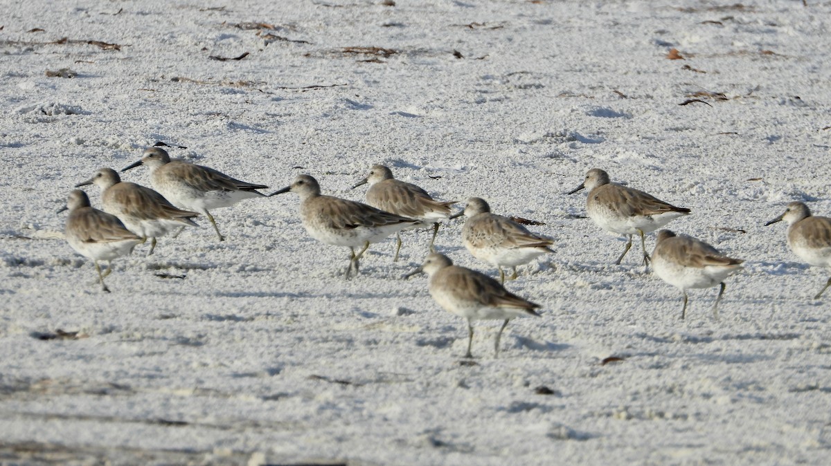 Red Knot - ML638204772