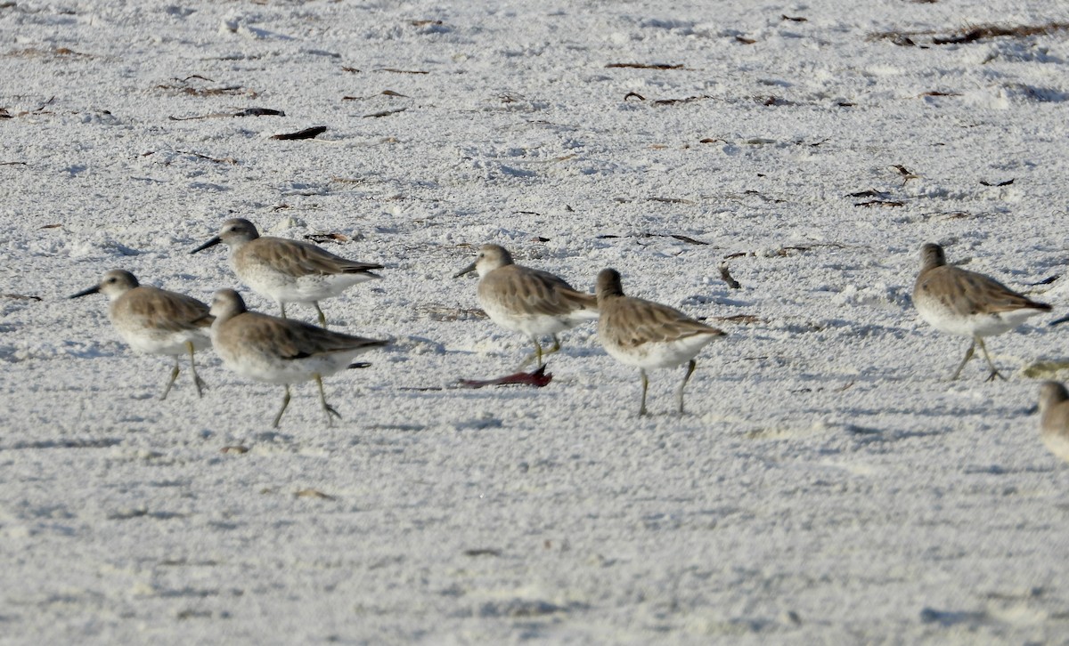 Red Knot - ML638204773