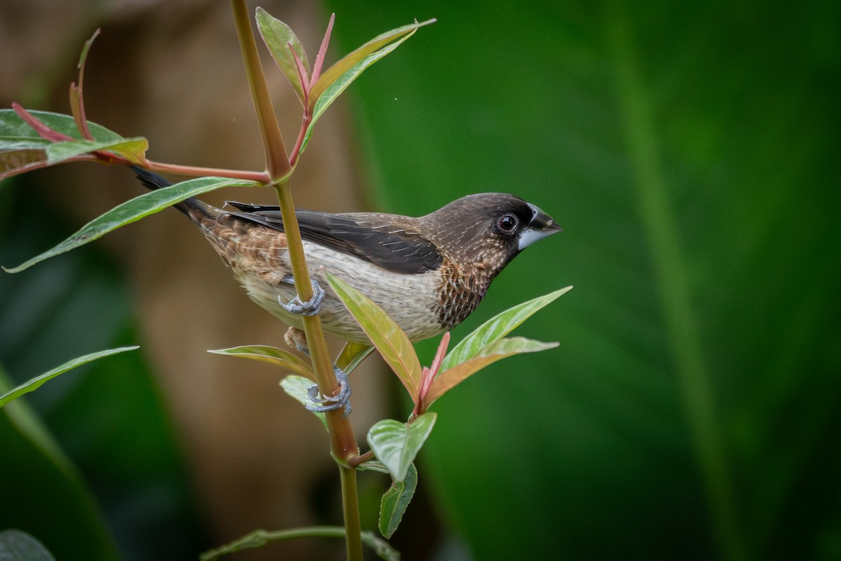 White-rumped Munia - ML638204781