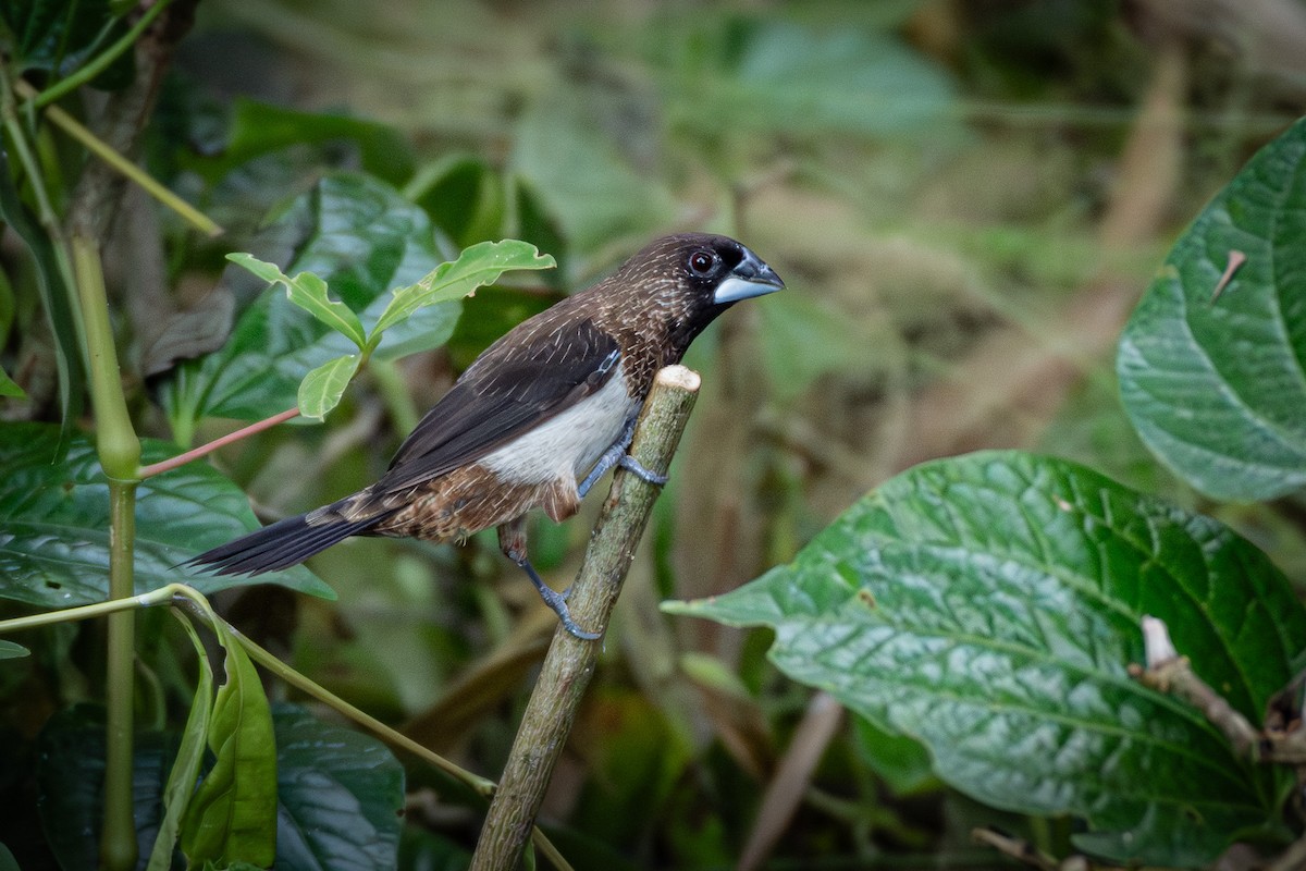 White-rumped Munia - ML638204782